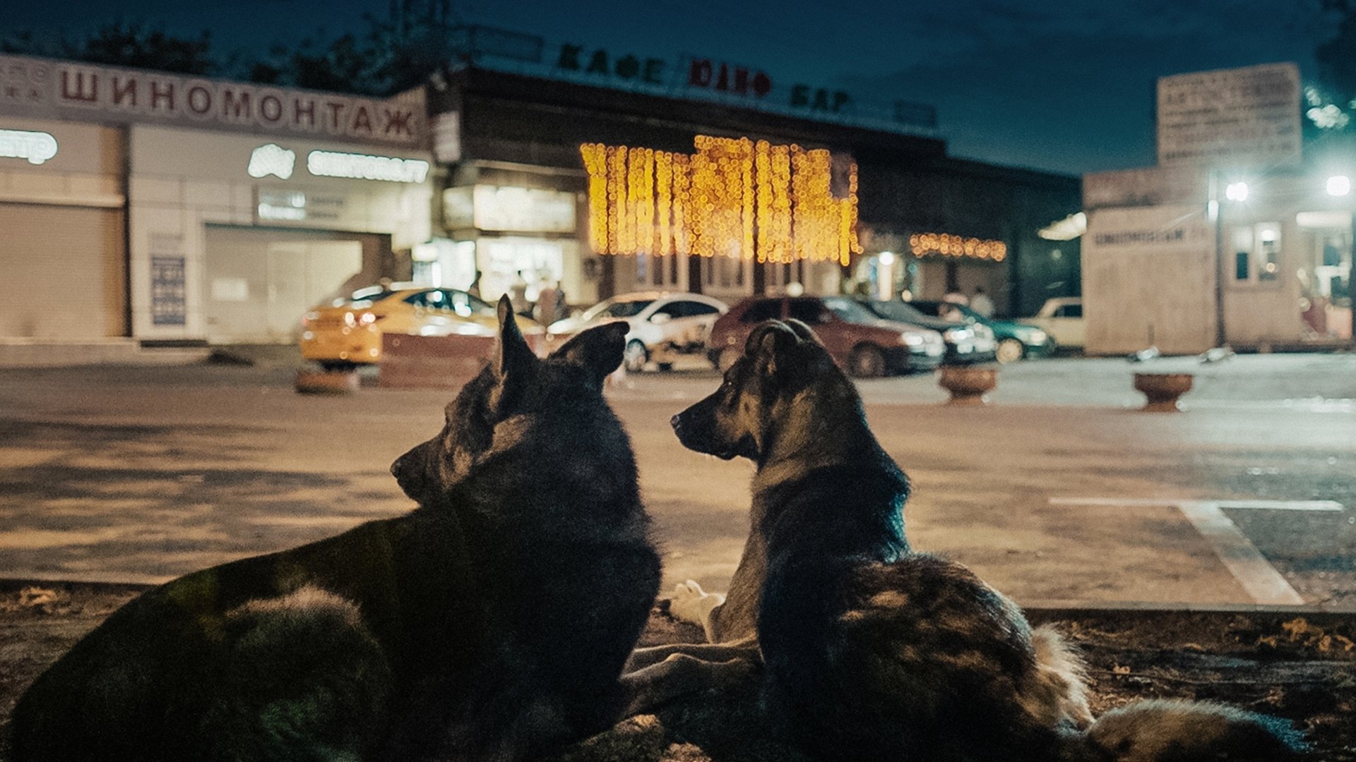 Космические собаки постер