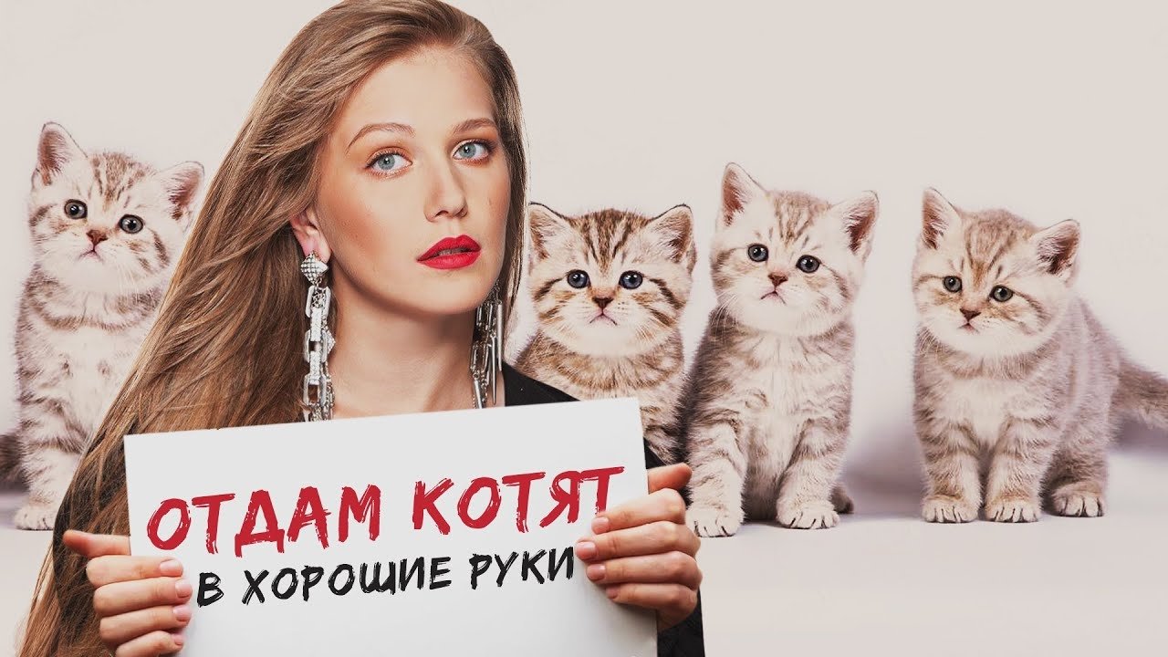 Отдам котят в хорошие руки постер