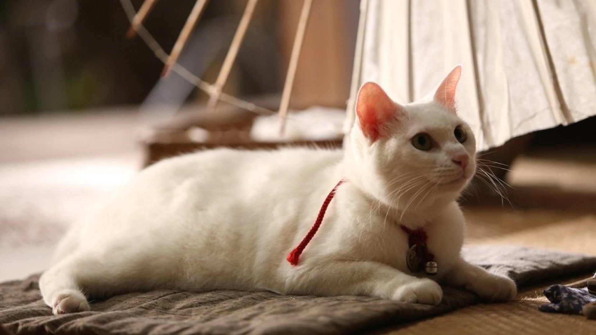 Самурай и кошка постер
