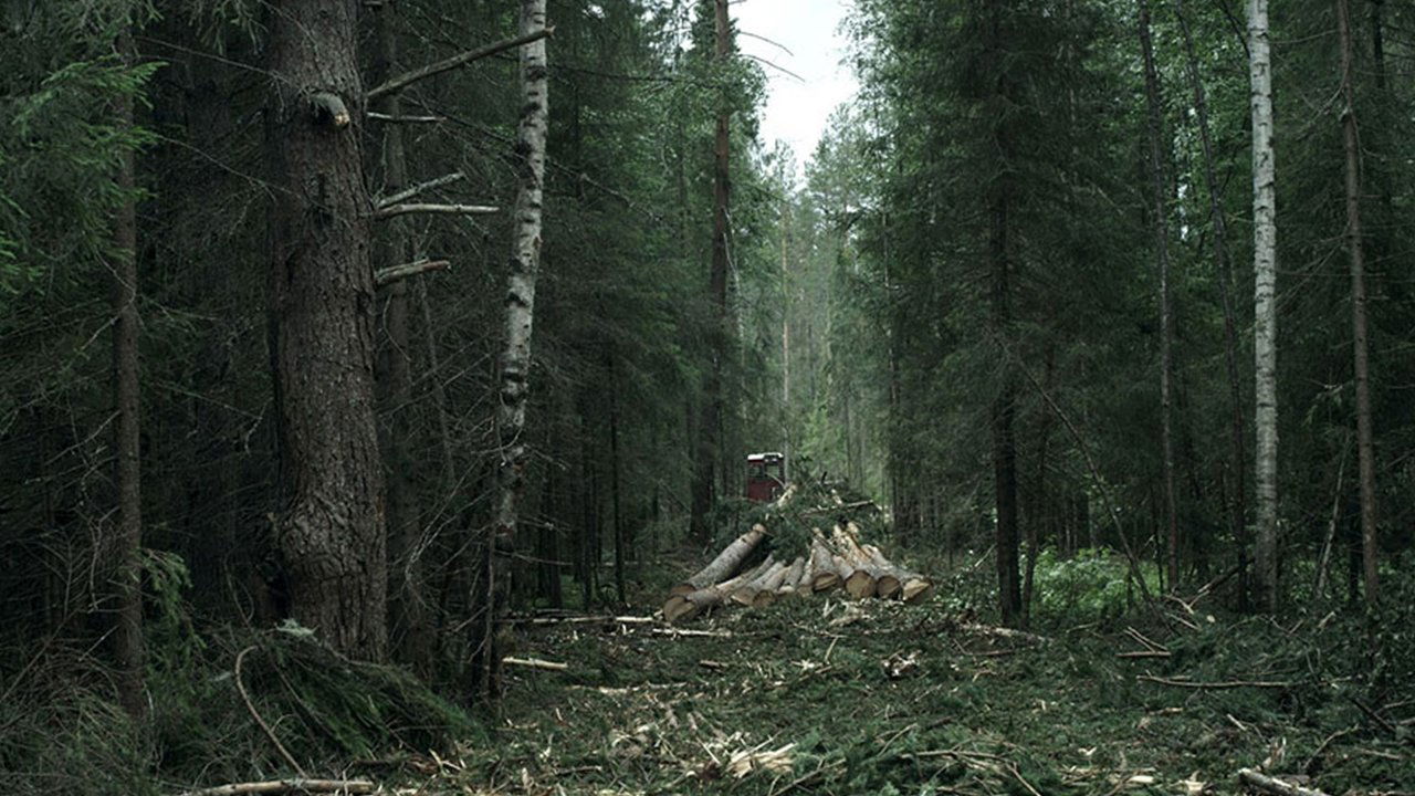 Лес постер