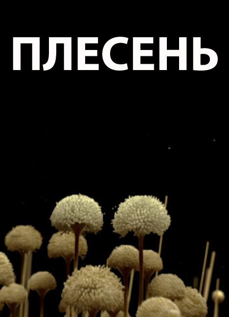 Плесень постер
